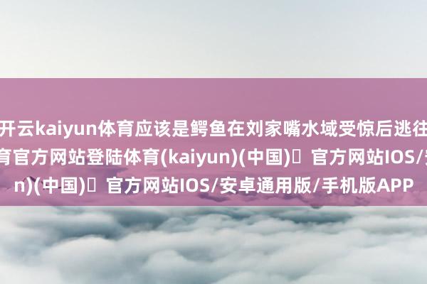 开云kaiyun体育应该是鳄鱼在刘家嘴水域受惊后逃往杨许湾水域-开yun体育官方网站登陆体育(kaiyun)(中国)❥官方网站IOS/安卓通用版/手机版APP